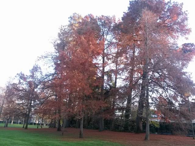 Taxodium distichum